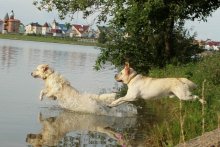 Dogs / ***