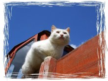 хобби белого кота / ***