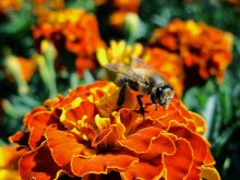 краски уходящего лета / ***