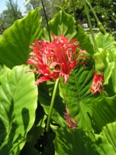 Незнакомец / ***