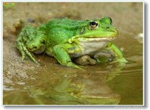 FrogBY / лягушонок из моего пруда