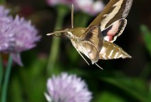 Бражник вьюнковый (Sphinx convolvuli) / (Sphinx convolvuli) — один из весьма крупных европейских бражников — имеет 110—122 мм в размахе крыльев; хоботок очень длинный: от 80 до 100 мм.Настоящая родина этого Б. Северная Африка и Индия, но в теплые годы он очень обыкновенен в южной, средней и даже Северной Европе, куда заносится ветром. В Европе он дает не более одного или двух поколений