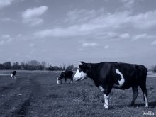 І що воно далі буде... ? / ***