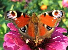 павлиний глаз / ***