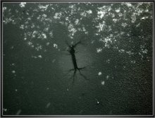 Трещина / ***