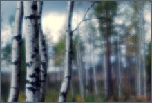 &nbsp; / Осенний лес в Кирилловском. Холм посреди болота, почти недоступный человеку.