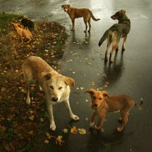 Семейный портрет / Осень настала, собаки на юг улетают