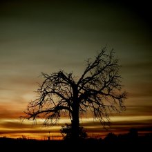 Tree II / ***