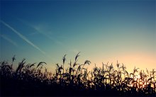 Indian corn / ***