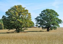 Один в поле не воин / ***