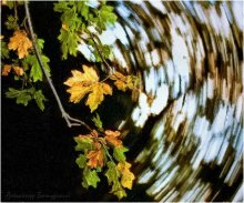 Листья закружат / ***