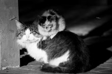 Кошки / Кошки