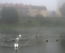 Северный конвой / Городские птицы на озере в г. Паневежис.