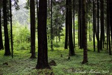 Лес / Панорама летнего леса