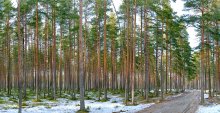 Весна в сосновом лесу. / панорама.