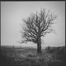 Старое дерево.. / дерево, осень, природа, село,6x6, b&amp;w, medium format, pentacon six