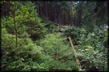Лес / прогулка по лесу этим летом