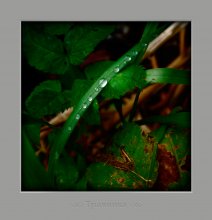 Травинка / роса на траве