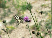 Papilio machaon / махаон