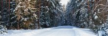 Зимний пейзаж / дорога, лес, зима