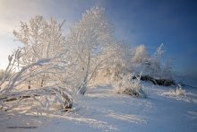 Скованные... / Деревья,скованные снежным покровом на берегу старого русла реки Волга в черте города Дубна.