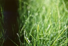 Morning grass / 2/500