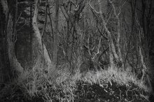 В лесу / ........................