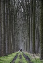 The Forest / Horse riders in the forest of Moerkerke near the Belgian coast.