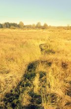 поле с тропой / поле, сухая трава...