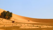 Camel / Пустыня