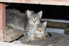 Подвальные котята / Живут в подвале