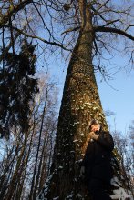 мандариновый сон / ***