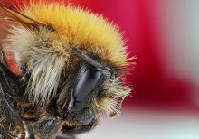 пчела / пчела макрос