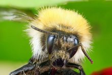 пчела / пчела макрос