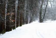 Зима / Красота зимнего леса
