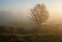 В свете утреннего солнца. / Когда рассеянный через туман солнечный свет, делает подсветку окружающих
ландшафтов.