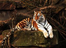 Тигр / Зоопарк Антверпена