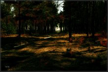 Ночь в лесу / начало февраля на окраине леса...