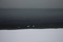 Три лебедя и снег / снег,море,три лебедя.Из серии &quot;не первый снег&quot;