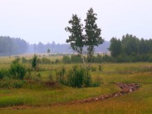 Утро / ...из окна поезда