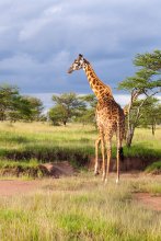 Жирафа / Африка, 2012
