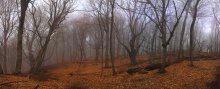 Лес в ожидании весны / Эльх-Кая. Крым