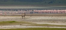 Зебра в розовых облаках / Африка, 2012