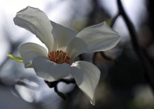 Magnolia / ---