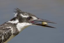 Малый пегий зимородок - Pied Kingfisher / Двойной портрет