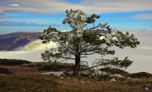 Одинокая сосна / Верхне плато Чатыр-Дага. Крым