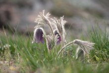 Опережая весну. / Сон -трава, одни из первых первоцветов, символизирующих наступление весны.