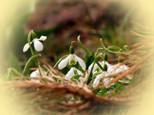 snowdrop / весна, подснежники