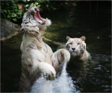 &nbsp; / Белые тигры
