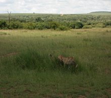 Удачная охота / гепард в национальном парке Масаи-Мара